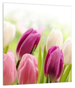 Obraz pučících tulipánů (30x30 cm)