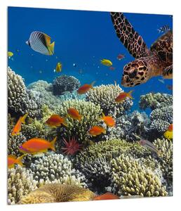 Obraz podmořského světa (30x30 cm)