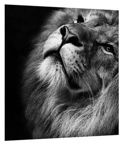 Černobílý obraz lva (30x30 cm)