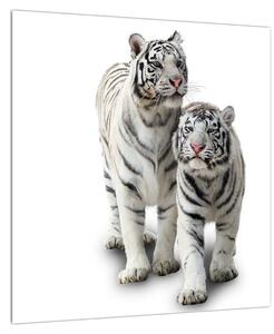 Obraz bílého tygra (40x40 cm)