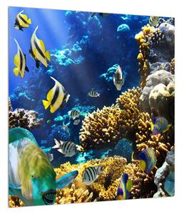 Obraz podmořského světa (40x40 cm)