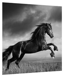 Černobílý obraz koně (40x40 cm)