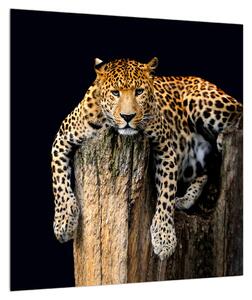 Obraz geparda (40x40 cm)