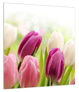 Obraz pučících tulipánů (40x40 cm)