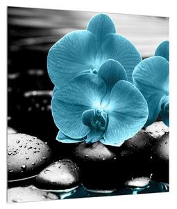 Obraz modrých květů orchideje (40x40 cm)