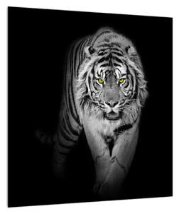 Černobílý obraz tygra (40x40 cm)
