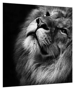 Černobílý obraz lva (40x40 cm)
