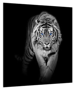 Obraz tygra (40x40 cm)