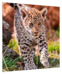 Obraz malého geparda (50x50 cm)