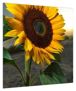 Obraz slunečnice (50x50 cm)