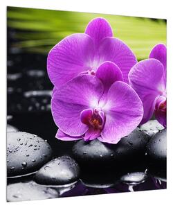 Obraz orchidejí (50x50 cm)