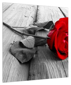 Obraz rudé růže (50x50 cm)
