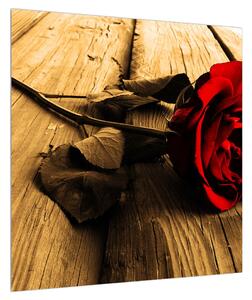 Obraz růže (50x50 cm)