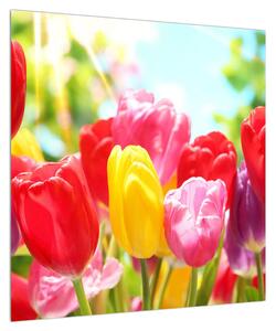 Obraz tulipánů (50x50 cm)