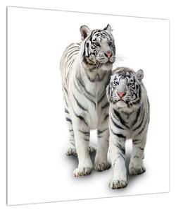 Obraz bílého tygra (50x50 cm)