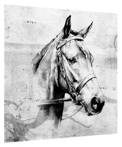 Obraz - portrét koně (50x50 cm)