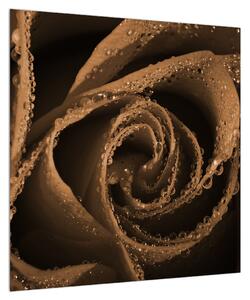 Obraz růže s kapkami (50x50 cm)