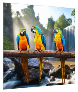 Obraz papoušků (50x50 cm)
