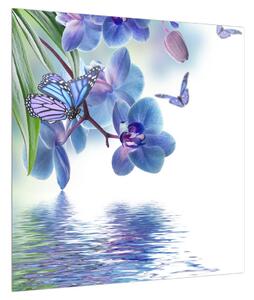 Obraz motýla na květech orchideje (50x50 cm)