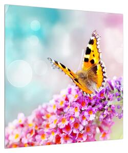 Obraz motýla na květech (50x50 cm)