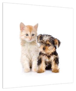 Obraz - kotě a štěně (50x50 cm)
