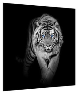 Obraz tygra (50x50 cm)