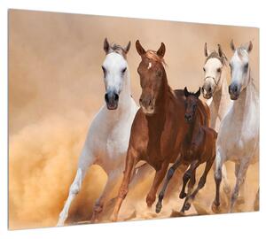 Obraz koní (70x50 cm)
