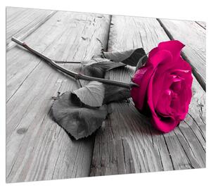 Obraz růžové růže (70x50 cm)