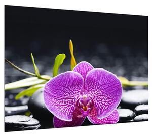 Obraz orchideje (70x50 cm)