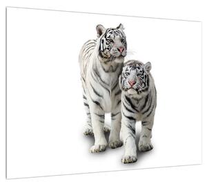 Obraz bílého tygra (70x50 cm)