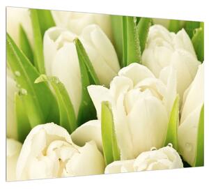 Obraz květů tulipánů (70x50 cm)