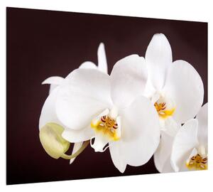 Obraz květů orchideje (70x50 cm)