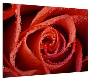 Obraz červené růže (70x50 cm)