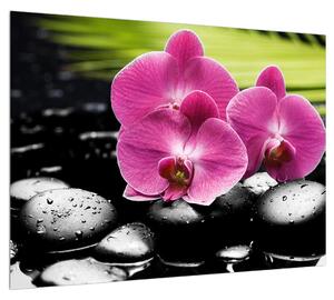 Obraz květů orchideje (70x50 cm)