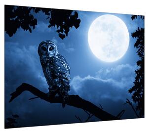 Obraz noční sovy (70x50 cm)