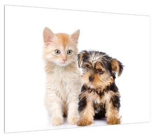Obraz - kotě a štěně (70x50 cm)