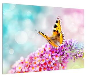 Obraz motýla na květech (70x50 cm)