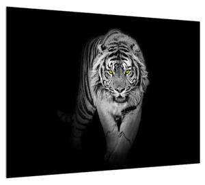 Černobílý obraz tygra (70x50 cm)