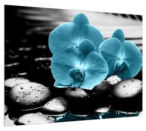 Obraz modrých květů orchideje (70x50 cm)