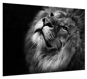 Černobílý obraz lva (70x50 cm)