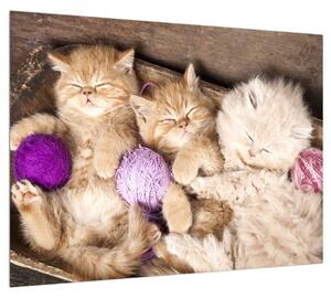 Obraz spících koťat (70x50 cm)