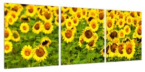 Obraz slunečnicového pole (90x30 cm)