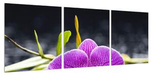 Obraz orchideje (90x30 cm)