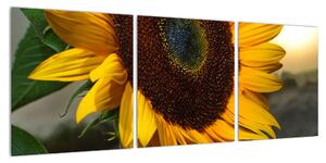 Obraz slunečnice (90x30 cm)