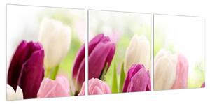 Obraz pučících tulipánů (90x30 cm)