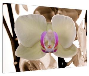 Obraz květů orchideje (90x60 cm)