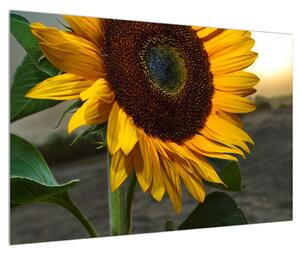 Obraz slunečnice (90x60 cm)