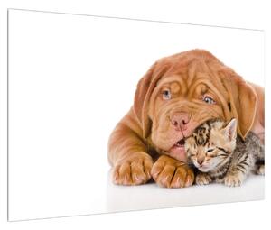 Obraz psa s kotětem (90x60 cm)