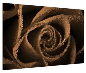 Obraz růže s kapkami (90x60 cm)