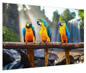 Obraz papoušků (90x60 cm)